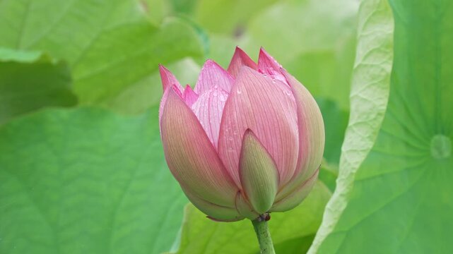 雨に濡れるハスの花のつぼみ
