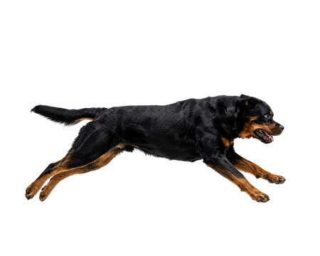 Powerful rottweiler dog in full gallop, focused and intense isolated on png transparent background isolated on a transparent background