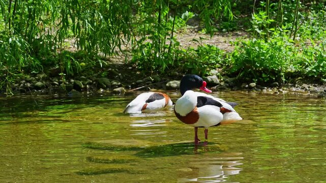 The common shelduck, Tadorna tadorna is a waterfowl species of the shelduck genus, Tadorna.