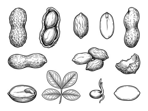 Hand drawn peanut shell and kernel set, botanical line art sketch isolated on white background