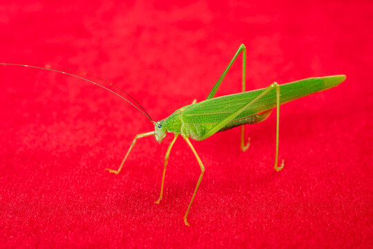 angle view katydid or bush cricket or long-horned grasshopper on red close up