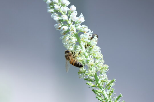 Abeille domestique butinant un r&eacute;s&eacute;da blanc en fleur