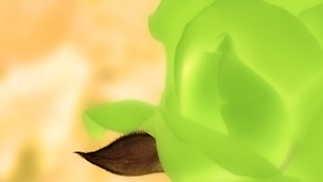 Abstract green rose flower invert colour and leaves in the garden.