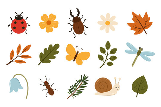 Forest insects and autumn leaves element collection. Wild nature ladybug beetle butterfly dragonfly ant snail with flowers oak maple foliage isolated on transparent background.