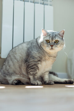 Charming silver tabby cat lounging by the sunlit radiator