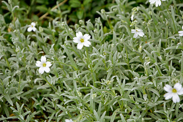 Rogownica kutnerowata, białe kwiaty rogownicy kutnerowatej, kwitnąca rogownica, Cerastium tomentosum, Snow-in-summer, snow in summer © kateej