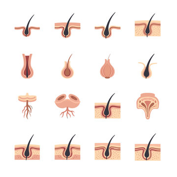 Hair follicle anatomy and growth.