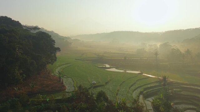 Aerial view of lush green rice terraces in the misty morning light in Selomerto, Central Java, Indonesia.