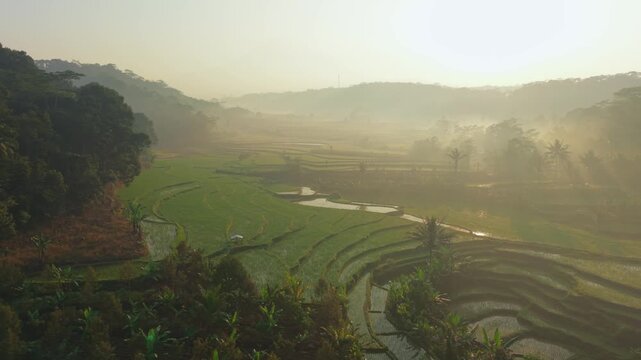 Aerial view of lush green rice terraces in the misty morning light in Selomerto, Central Java, Indonesia.