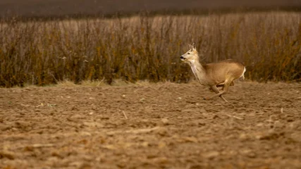 Fototapeten Rehe European roe deer (Capreolus capreolus) in autumn.  © Adam