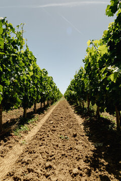 Saint-&Eacute;milion Vineyard Central Perspective &mdash; Pruned Vines and Tractor Tracks, Bordeaux June