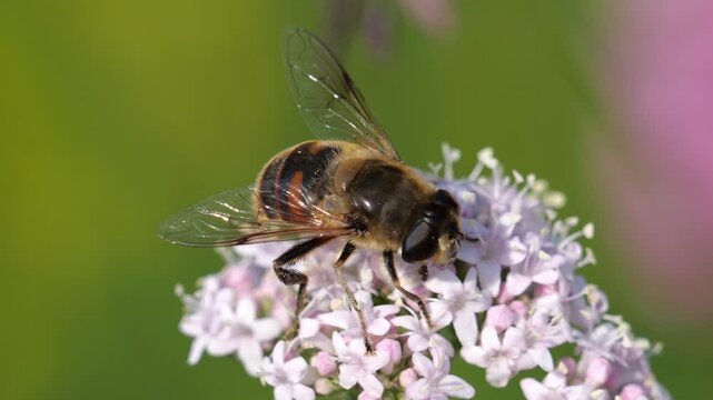 Closeup on a Common drone fly (Eristalis tenax), sucks nectar from a flower of a valerian plant, in slow motion.	