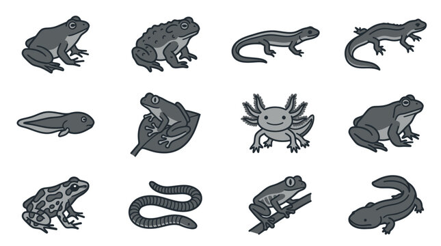 Collection of various frog and lizard illustrations.