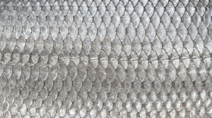 Bright aquatic animal scale background texture