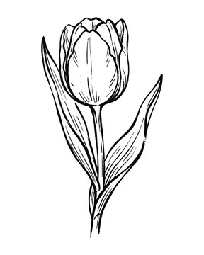 Black and white ink stamp style drawing of a single tulip flower.