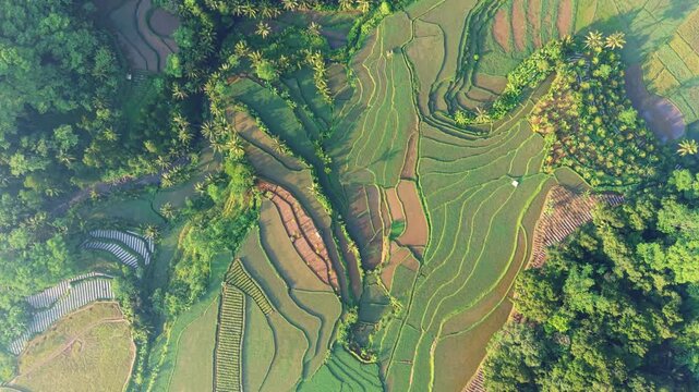 Aerial view of lush green rice terraces carved into the hillsides of Selomerto, Central Java, Indonesia.