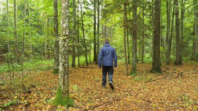 Rear view of a person exploring a woodland path with fallen leaves