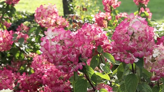 Pink and white hydrangea flowers swaying in the breeze in a sunny garden