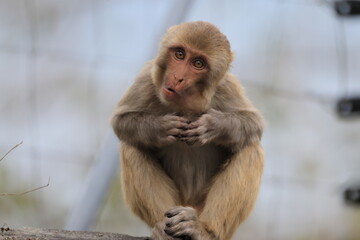 Obraz premium The rhesus macaque (Macaca mulatta), colloquially rhesus monkey, is a species of Old World monkey. This photo was taken in North India.
