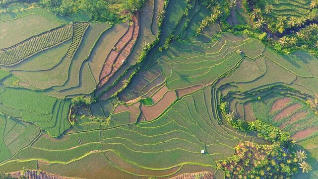 Aerial view of lush green rice terraces with intricate patterns and water-filled paddies in Selomerto, Central Java, Indonesia.