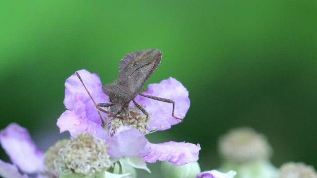 Dock Bug (Coreus Marginatus), while feeding on a blackberry flowers (Rubus ulmifolius). Slow motion.