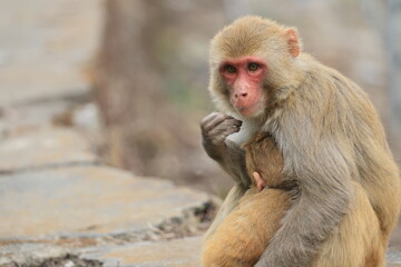 Fototapeta premium The rhesus macaque (Macaca mulatta), colloquially rhesus monkey, is a species of Old World monkey. This photo was taken in North India.
