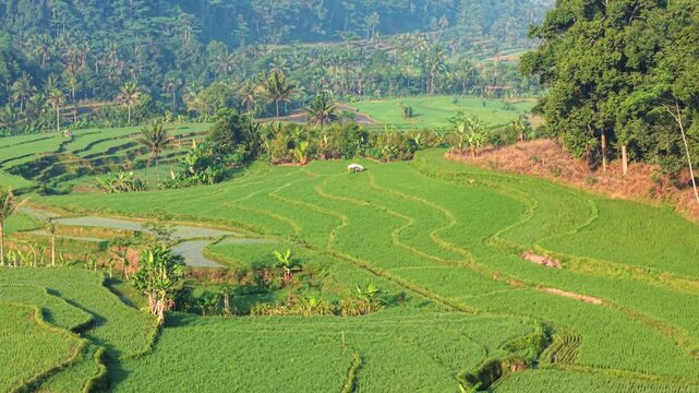 Aerial view of lush green rice terraces in Selomerto, Central Java, Indonesia.