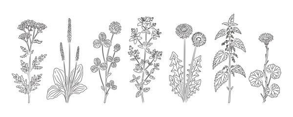 Wild medicinal plants set: yarrow, plantain, clover, St Johns wort, dandelion, nettle, coltsfoot © Мария Князь
