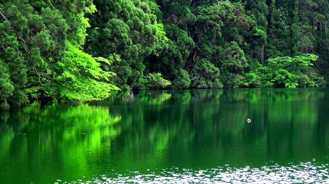 滝の頭湧水