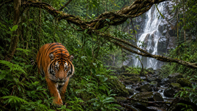 Powerful bengal tiger roaming lush green tropical rainforest wilderness habitat