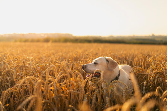 Dog walking through golden wheat field on sunny summer day. Labrador retriever pet animal exploration, and active canine lifestyle concept.