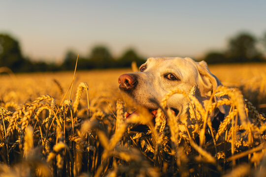 Dog walking through golden wheat field on sunny summer day. Labrador retriever pet animal exploration, and active canine lifestyle concept.