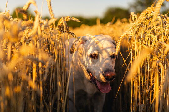 Dog walking through golden wheat field on sunny summer day. Labrador retriever pet animal exploration, and active canine lifestyle concept.