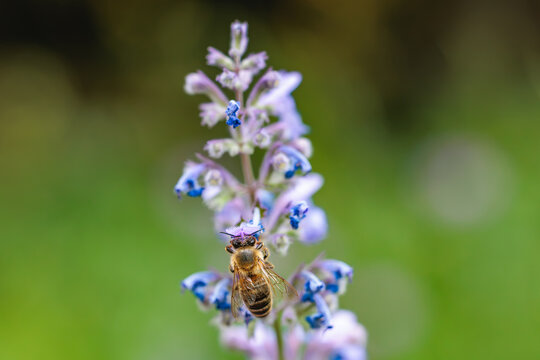 Honey bee collecting nectar on a purple catmint (Nepeta) flower, macro photography of pollination in a summer garden, Germany.