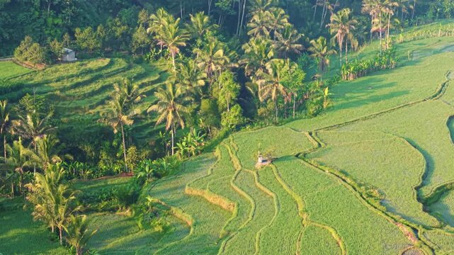 Aerial view of lush green rice terraces nestled among tropical palm trees in the countryside in Selomerto, Central Java, Indonesia.