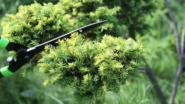Gardener trims ornamental shrub with professional garden shears. Shaping yew in niwaki style (garden bonsai). Garden shears with long blades trim green branches of coniferous plant