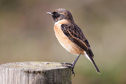 European Stonechat Perched on a Wooden Post

A detailed close-up of a European stonechat bird with distinctive orange and brown plumage, perched gracefully on top of a weathered wooden fence post.