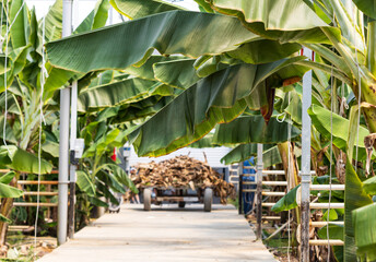 Banana leaves arch over a narrow path © studybos