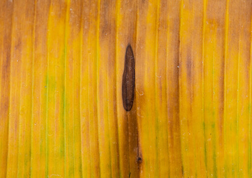 Wood grain with warm yellow tones and a single dark knot