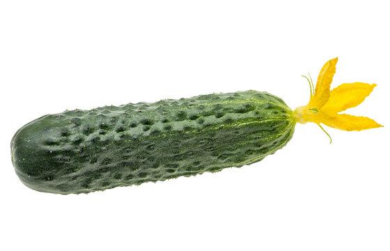 Fresh cucumber with yellow flower attached