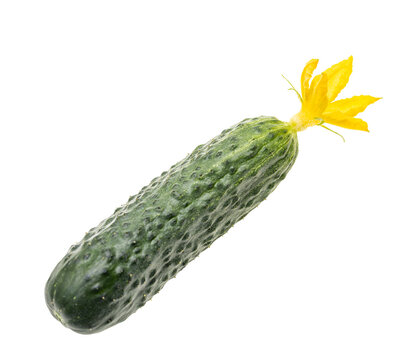 Fresh cucumber with vibrant yellow flower still attached