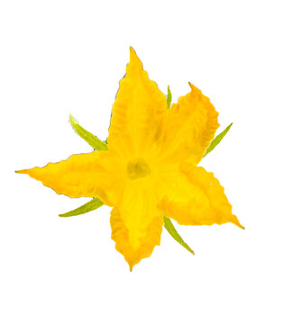 Bright yellow squash flower with five petals