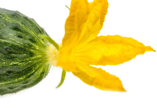 Fresh cucumber with vibrant yellow flower against white background