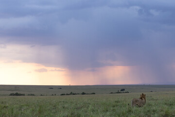 Fototapeta premium A male lion in the grasses with a dramatic hue at the backdrop during sunset, Masai Mara, Kenya