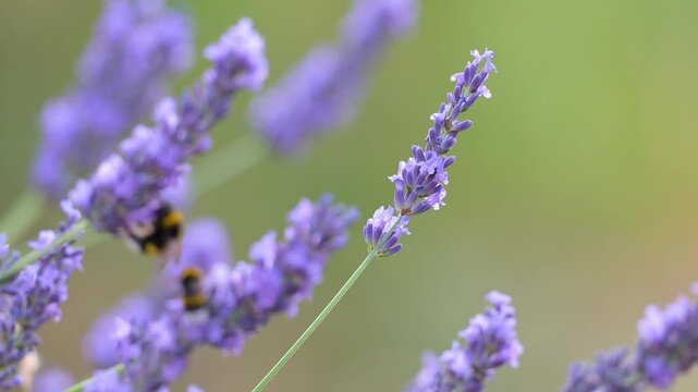 Three White-tailed bumblebees feeding the nectar of Lavender in summer in a domestic garden and flying away. Bombus lucorum, Lavandula sp, Indre-et-Loire 37, r&eacute;gion Centre-Val de Loire, France, Europe