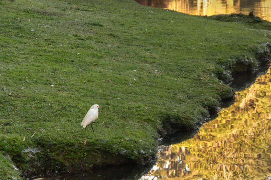 Egret or heron on the grass beside a lake