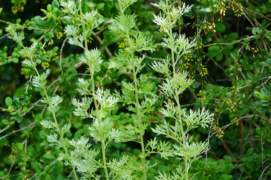 Common wormwood (Artemisia absinthium) is an herbaceous plant with silvery-green, feathery foliage. Hanover &ndash; Botanical School Garden, Germany.