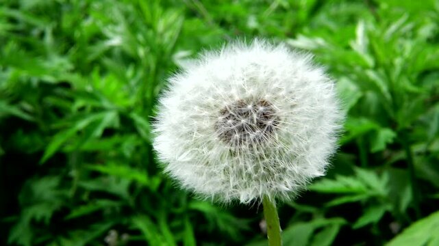 タンポポの綿毛