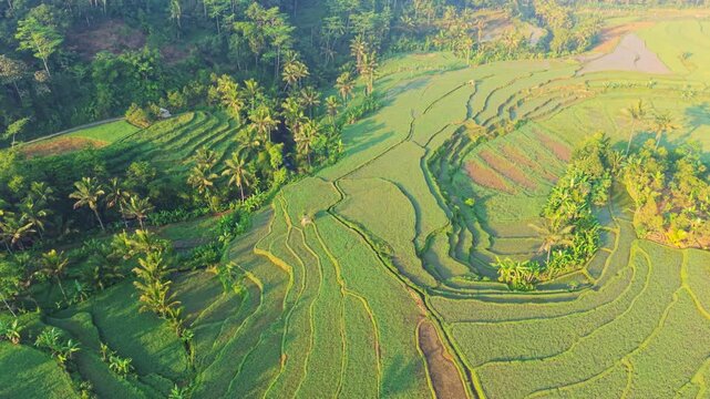 Aerial view of lush green rice terraces carved into the hillsides with palm trees and dense tropical vegetation in the morning light in Selomerto, Central Java, Indonesia.