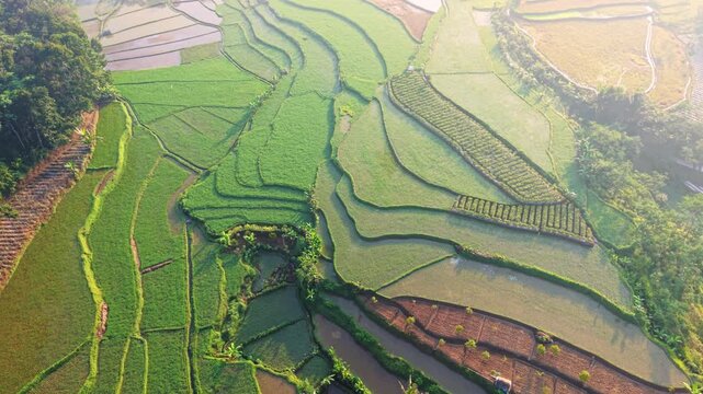 Aerial view of lush green rice terraces with intricate patterns and irrigation channels in the morning light in Selomerto, Central Java, Indonesia.